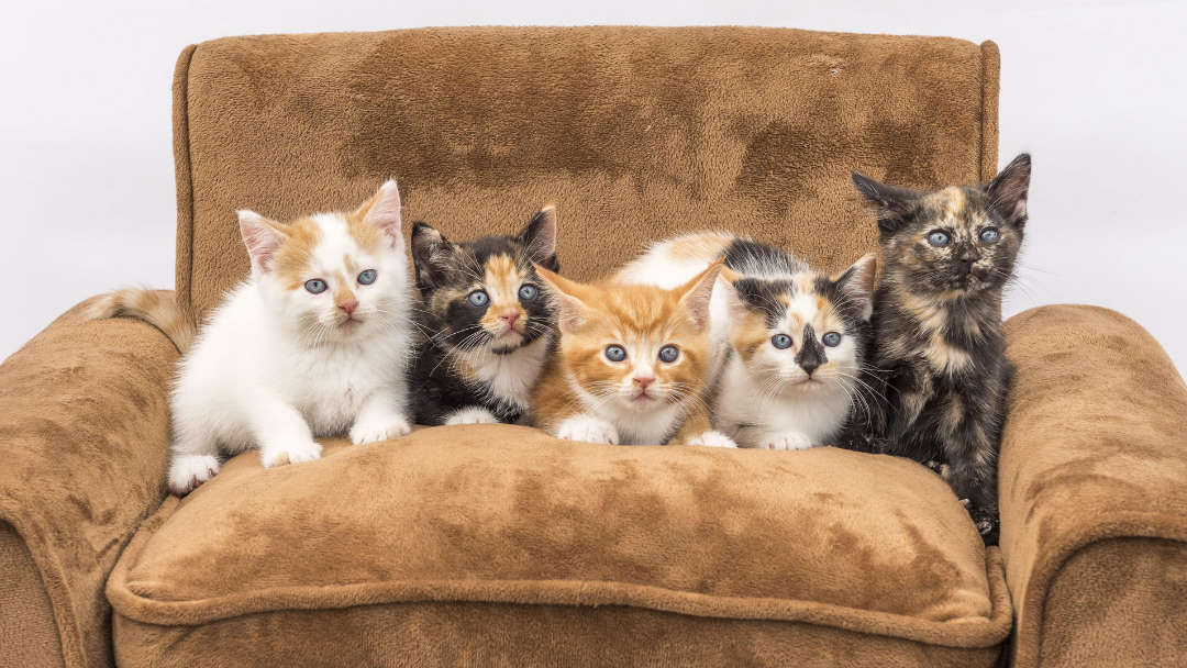 Jenis-jenis Kucing dan Cara Perawatannya