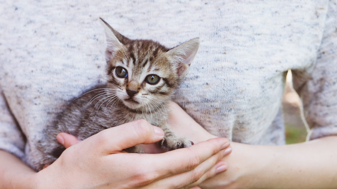 makanan kucing kecil dan makanan kucing umur 1 bulan