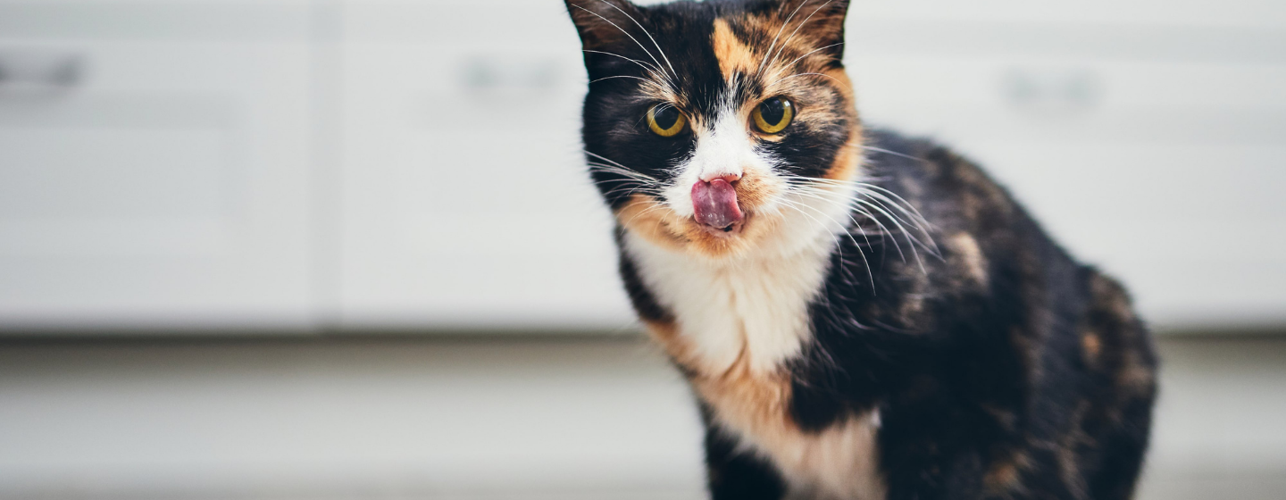 Produk dan Harga Jenis Makanan Kucing Proplan yang Perlu diketahui