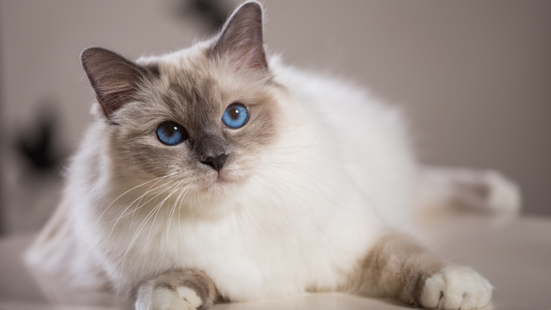 Kandungan Makanan Kucing yang Bagus untuk Perawatan Rambut