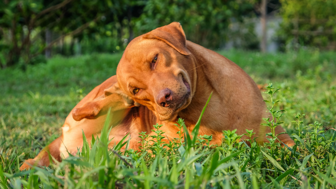 4 Cara Mudah Menghilangkan Kutu Anjing