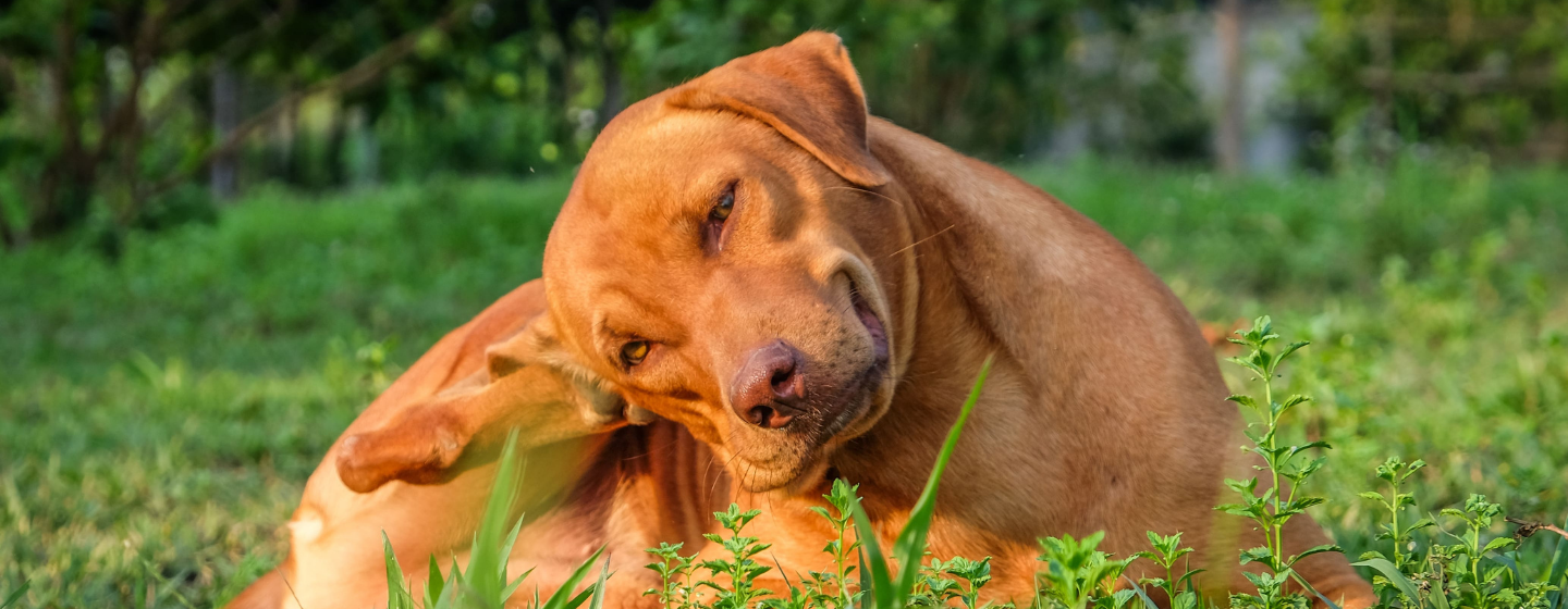 4 Cara Mudah Menghilangkan Kutu Anjing