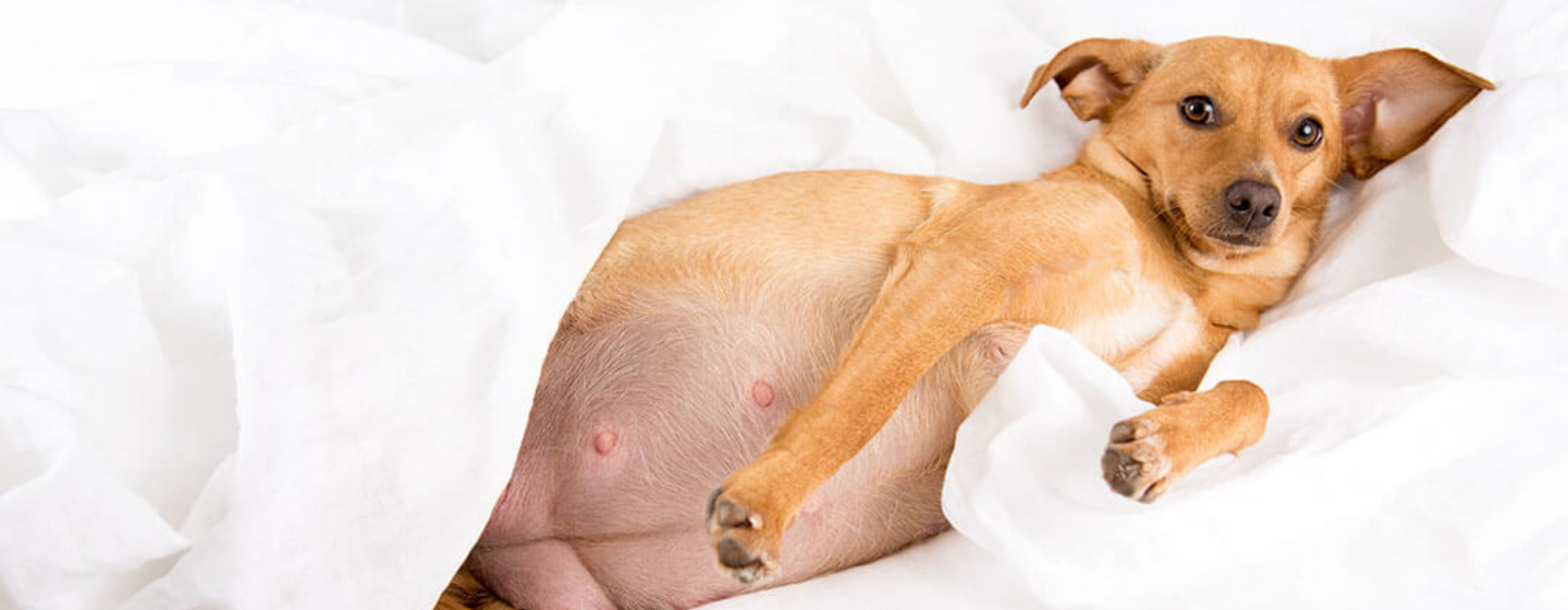 Ketahui Usia Kehamilan Anjing Berdasarkan Tanda-tanda Berikut Ini