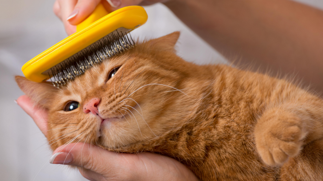 hati hati! overgrooming menyebabkan bulu kucing rontok