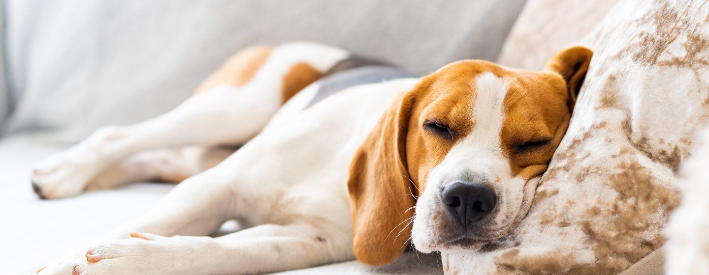 6 Penyebab Anjing Lemas yang Perlu PetLovers Waspadai
