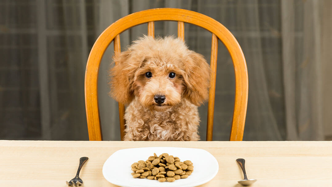 4 Tips Memilih Makanan Anjing untuk Si Picky Eater