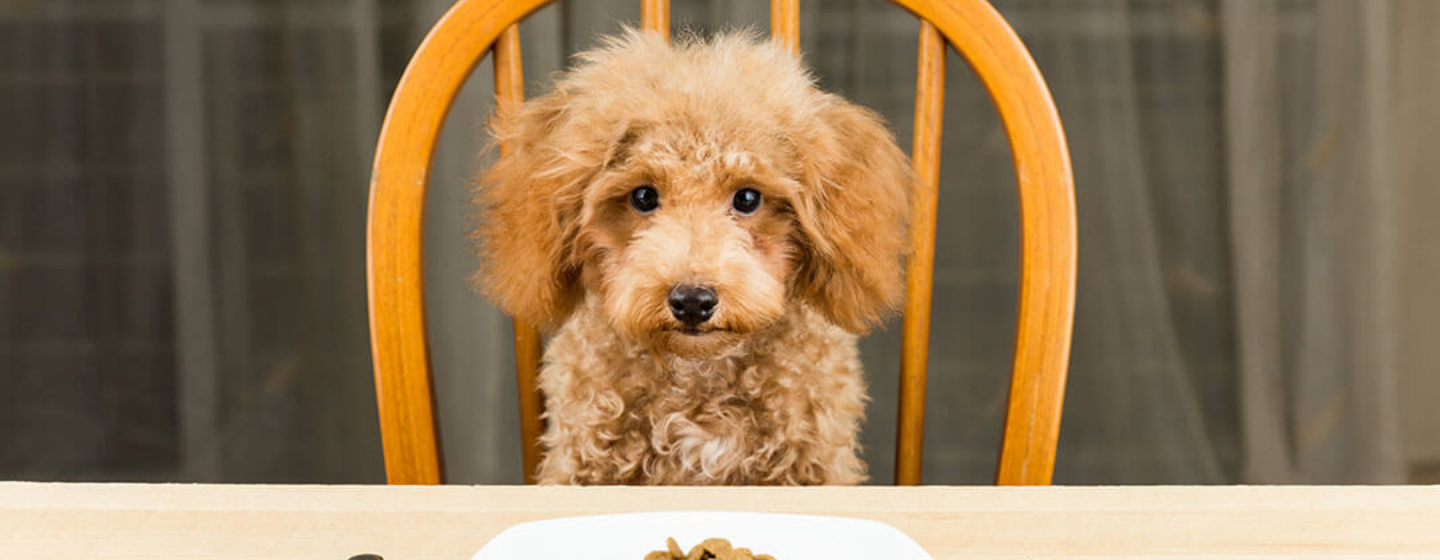 4 Tips Memilih Makanan Anjing untuk Si Picky Eater