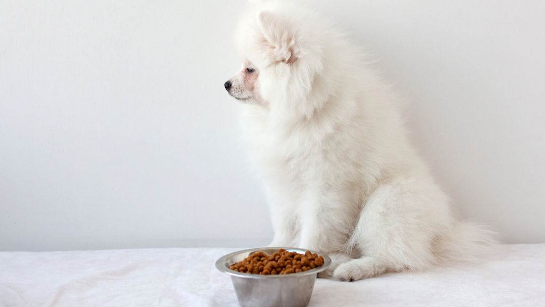 4 Penyebab Anjing Mogok Makan
