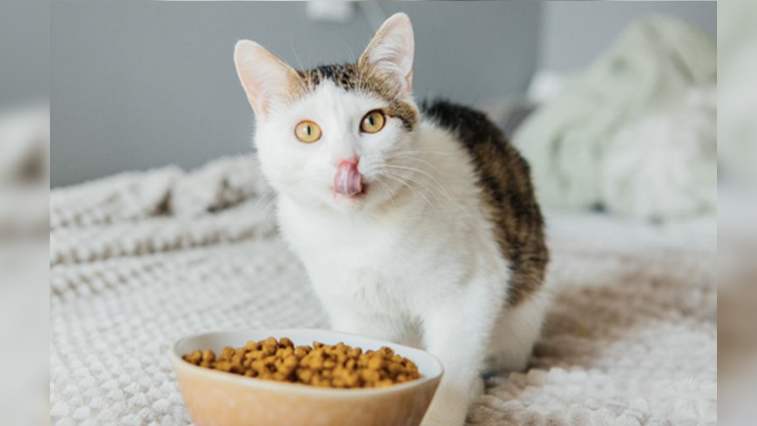Manfaat probiotik pada makanan kucing untuk kesehatan saluran cerna