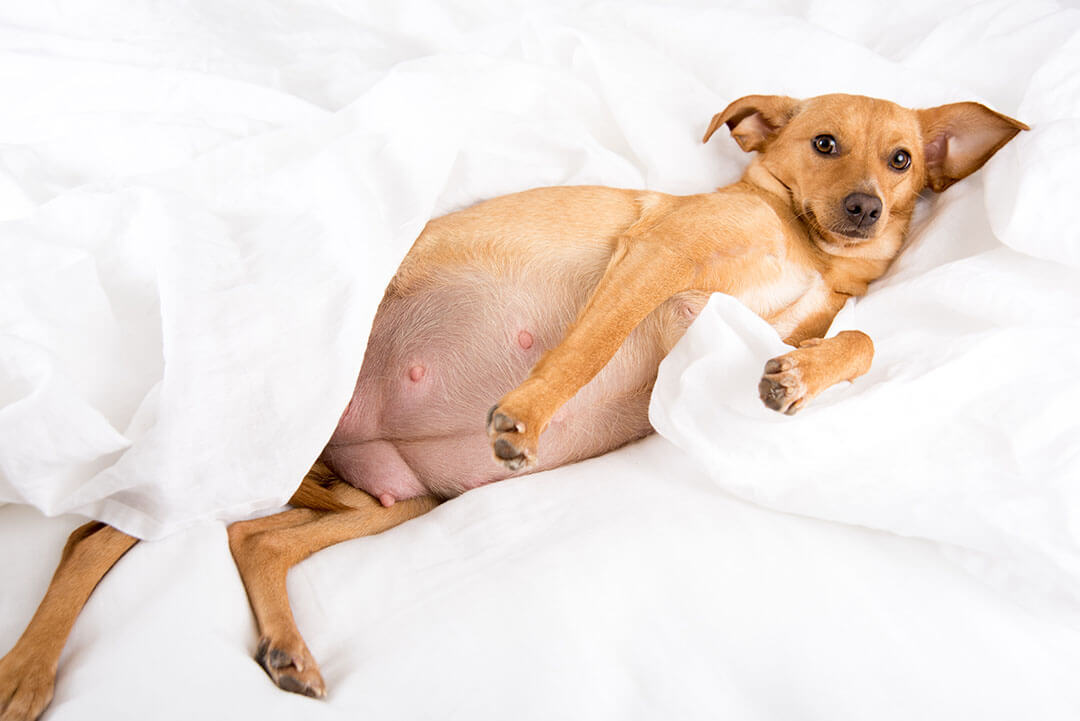 Ketahui Usia Kehamilan Anjing Berdasarkan Tanda-tanda Berikut Ini