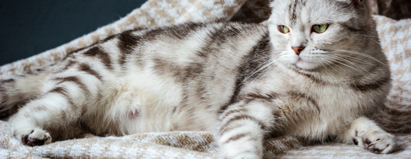 cara mengobati infeksi saluran pernapasan pada kucing