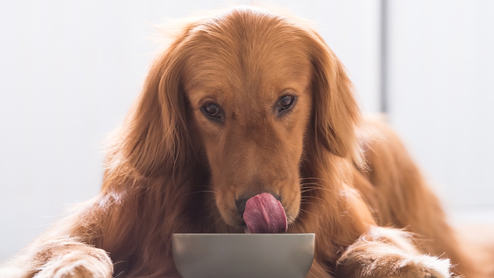 Berbagai Jenis Makanan Anjing yang Bisa Menjadi Pilihan