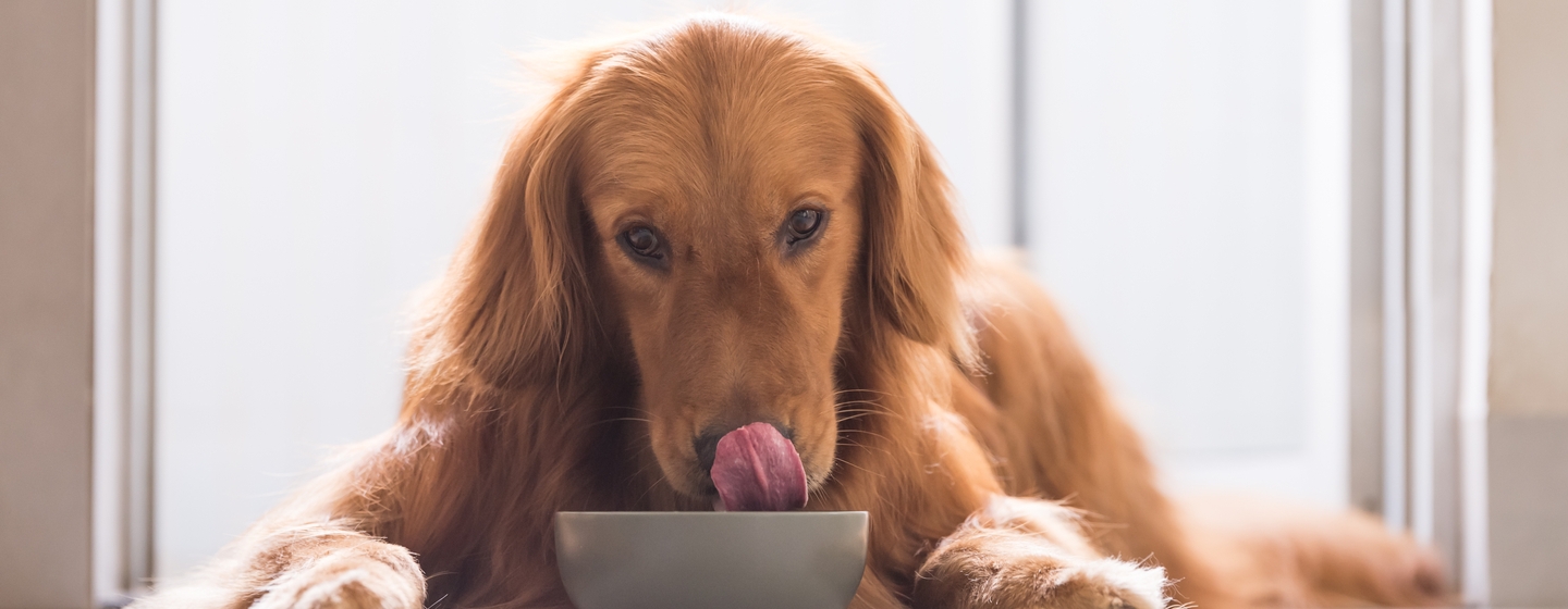 Berbagai Jenis Makanan Anjing yang Bisa Menjadi Pilihan