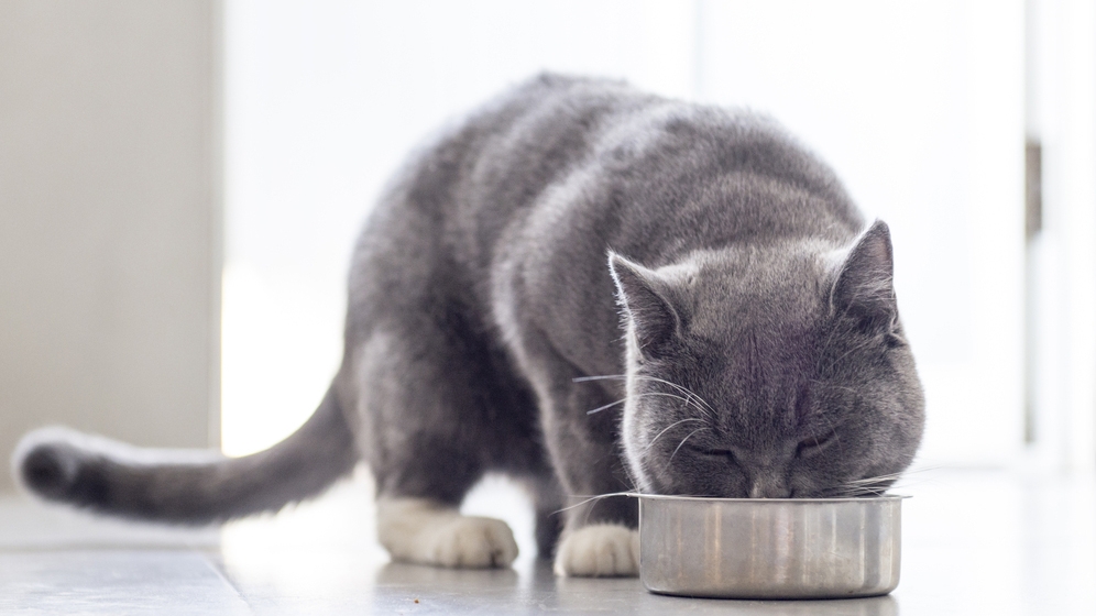 Cara Memilih Makanan Sehat untuk Kucing Kesayangan Anda