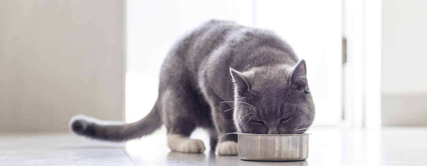 Cara Memilih Makanan Sehat untuk Kucing Kesayangan Anda