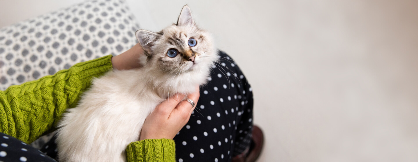 owner holding fluffy cat with blue eyes