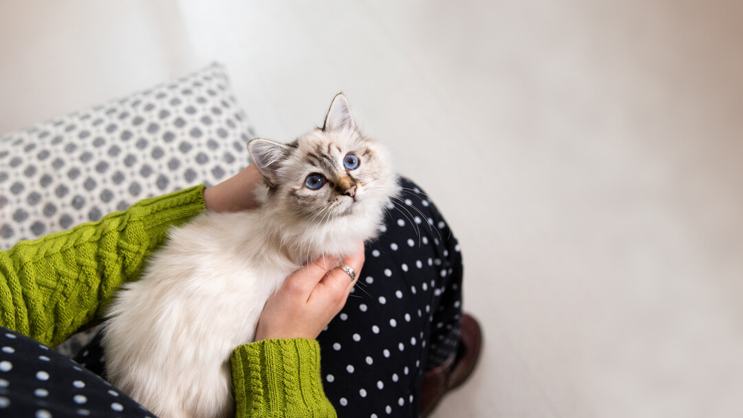 owner holding fluffy cat with blue eyes