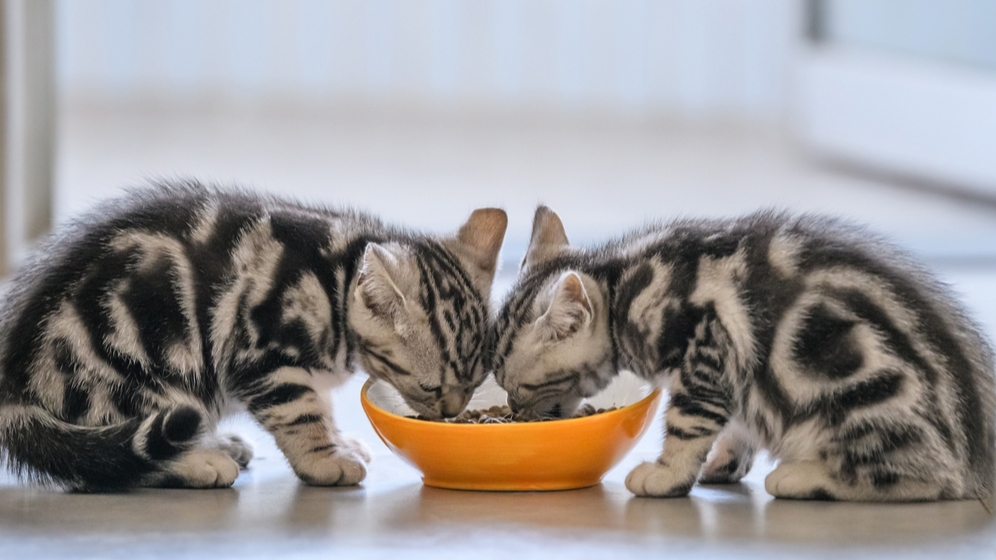 Makanan Kucing Umur 2 Bulan