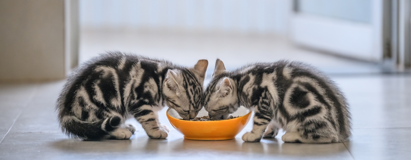 Makanan Kucing Umur 2 Bulan