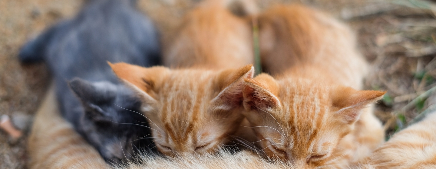 makanan kucing setelah melahirkan dan makanan kucing menyusui