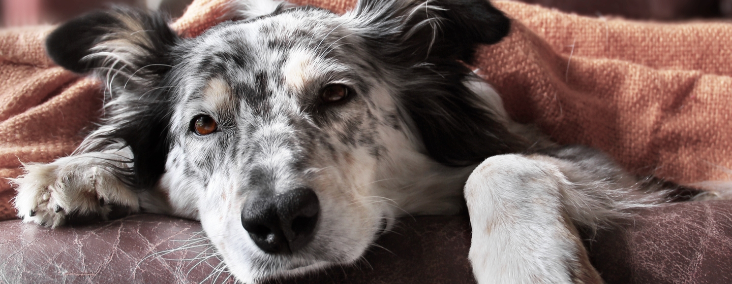 Penyebab Anjing Muntah dan Cara Mengatasinya