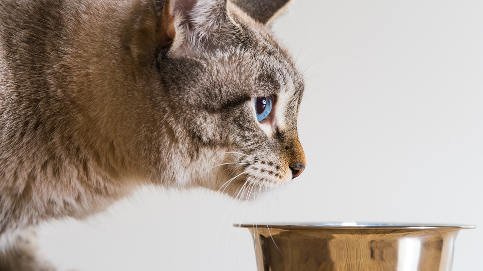 cat with plate