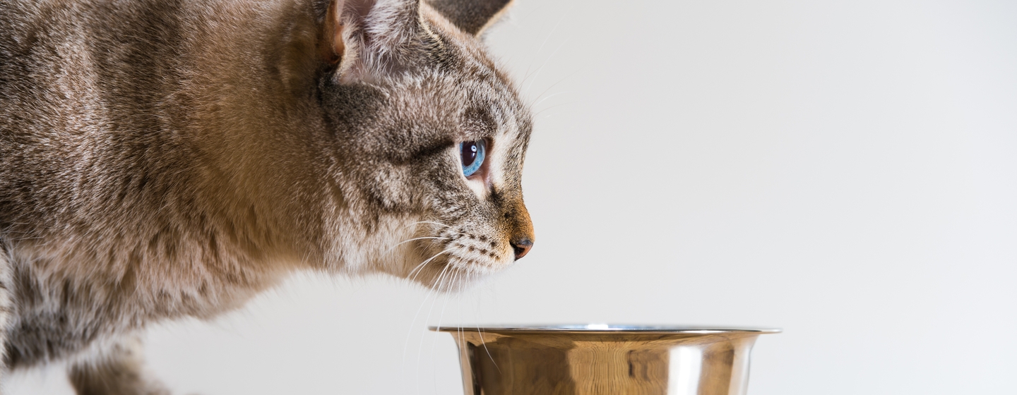 cat with plate