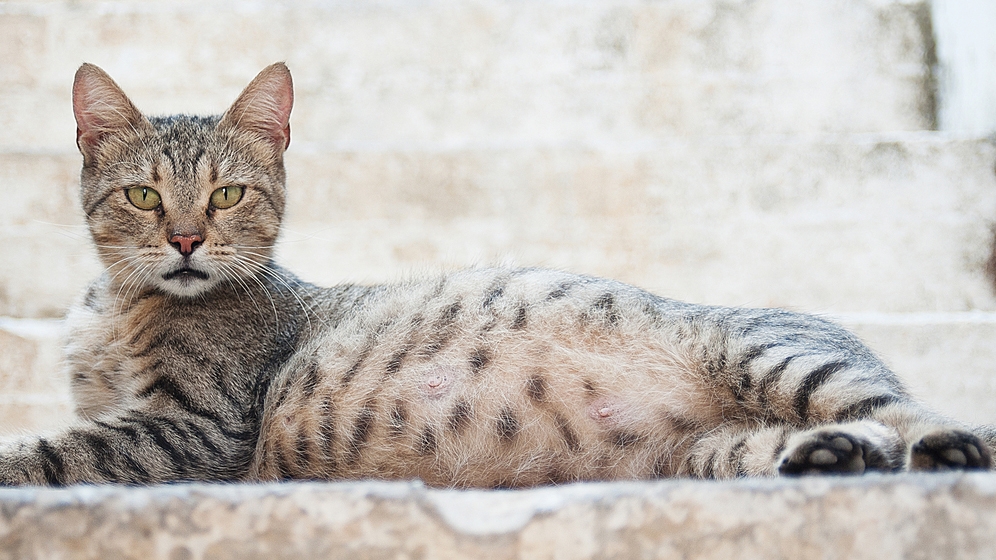 makanan kucing hamil