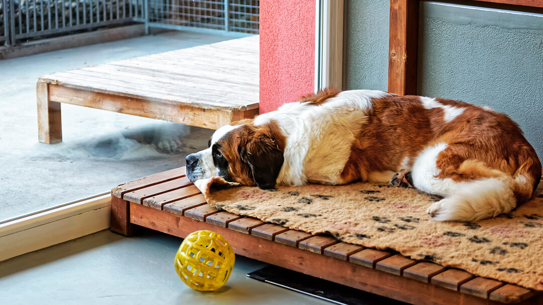 penyebab anjing muntah dan tips mengatasinya