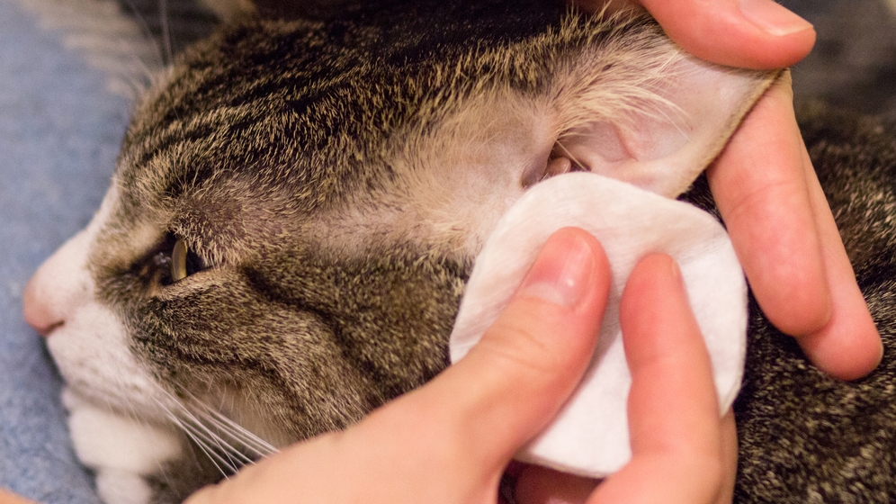 cara membersihkan telinga kucing