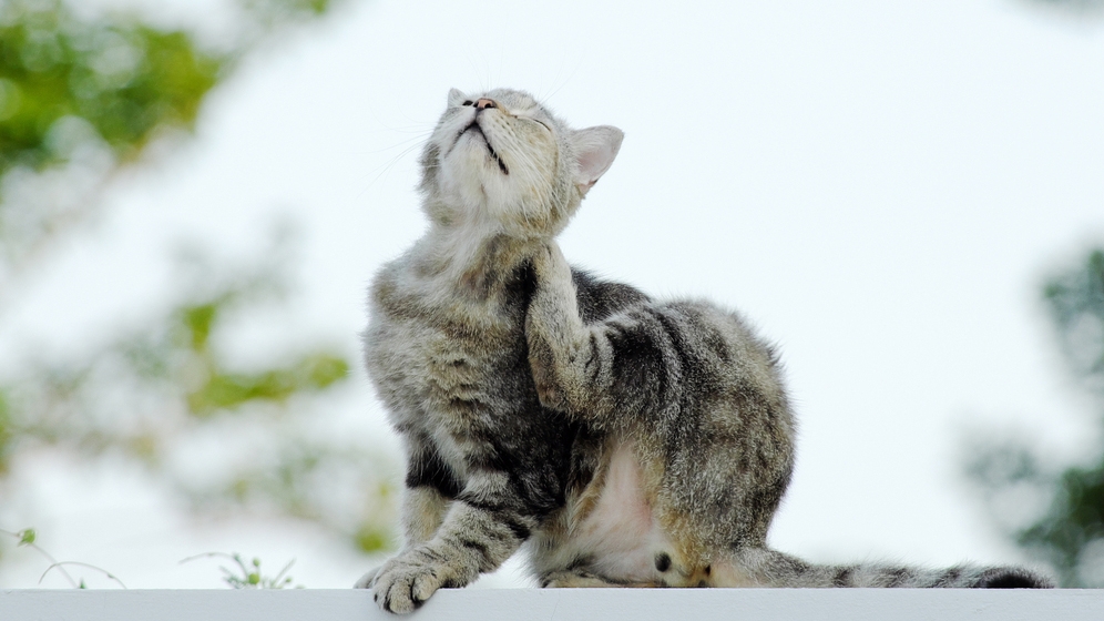 cara menghilangkan kutu pada kucing