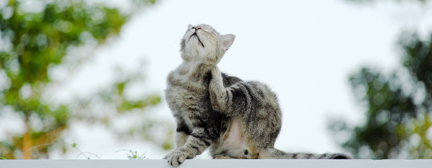 cara menghilangkan kutu pada kucing