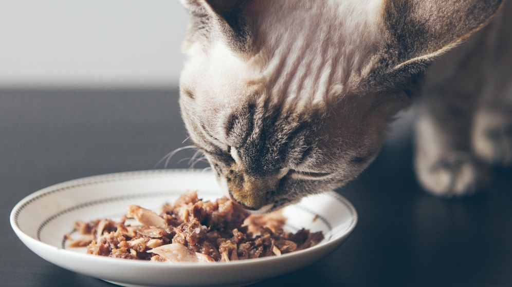 Fancy Feast : Makanan Favorit Kucing Sehari-Hari