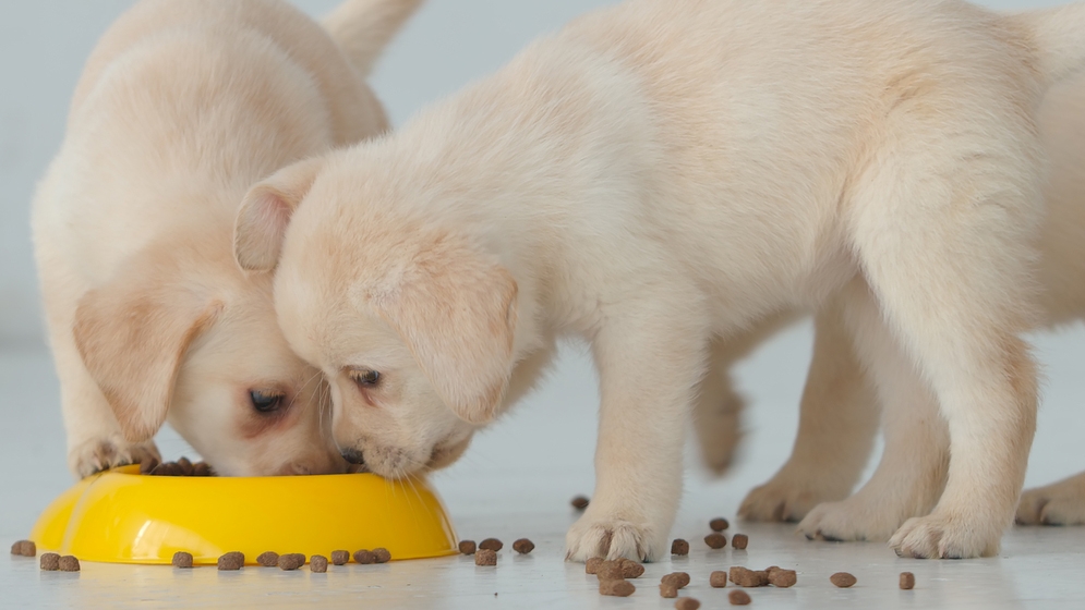 panduan makanan anjing kecil