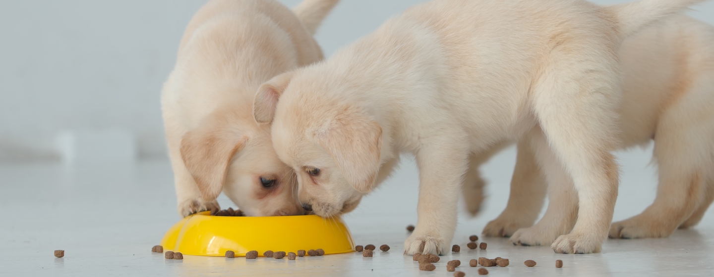 panduan makanan anjing kecil