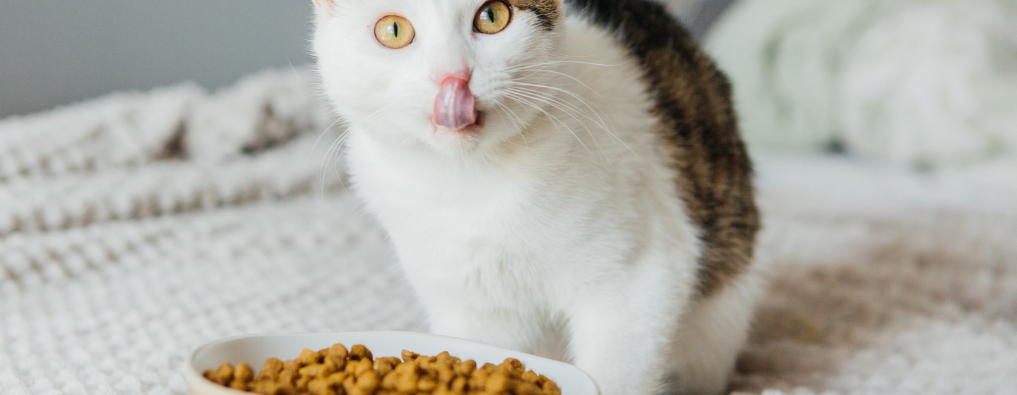 makanan sehat untuk kucing