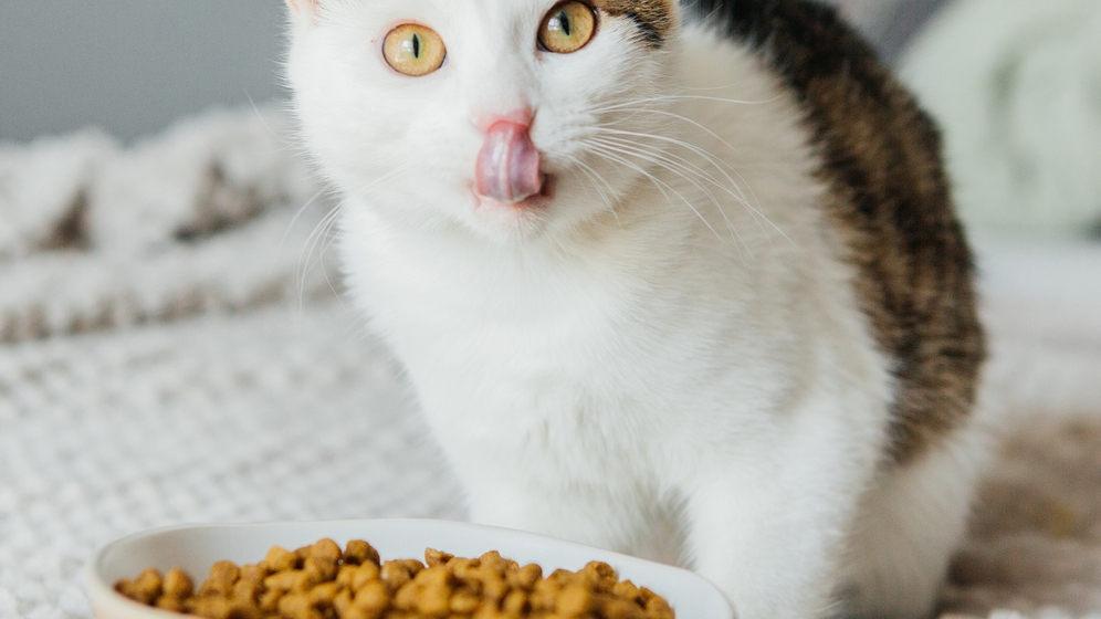 makanan sehat untuk kucing