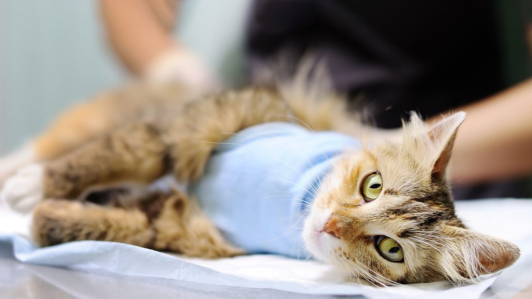 Sudah Tahu Perawatan Kucing Setelah Steril? Simak Artikel Berikut!