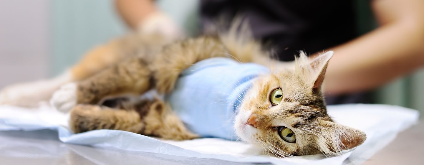 Sudah Tahu Perawatan Kucing Setelah Steril? Simak Artikel Berikut!