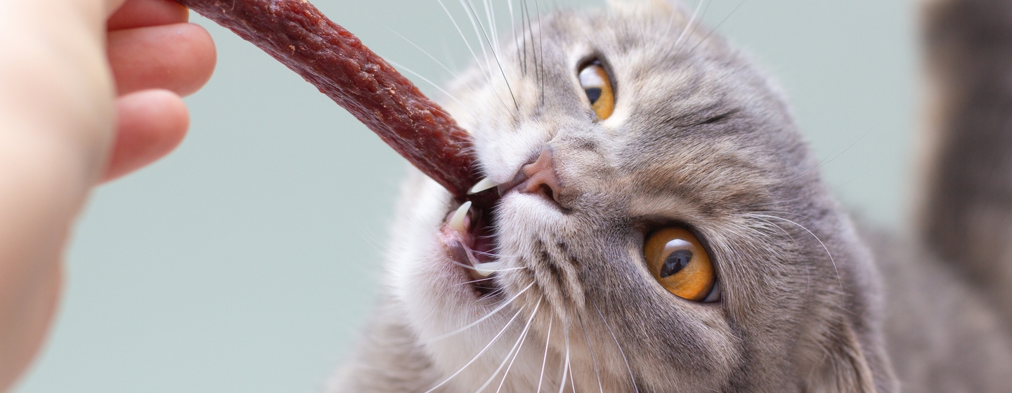 snack kucing untuk nutrisi tambahan kucing