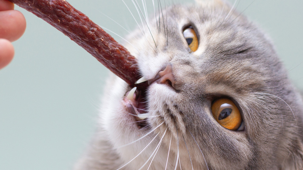 snack kucing untuk nutrisi tambahan kucing