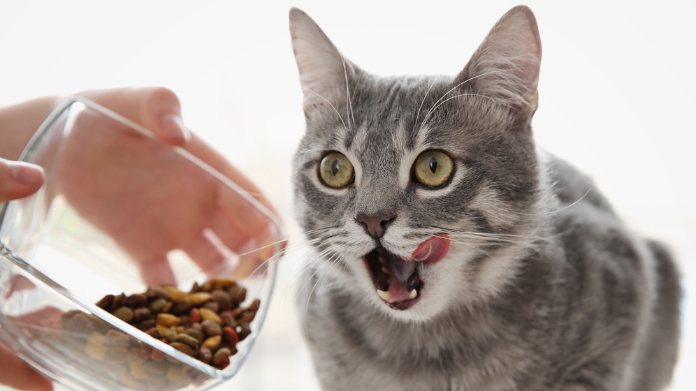 Berbagai Hal Seputar Makanan Kucing Kering