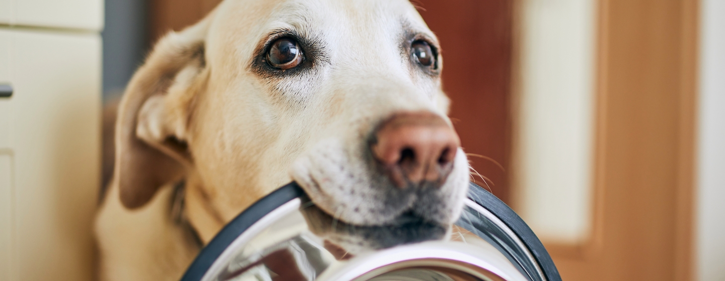 Bolehkah Anjing Makan Makanan Kucing?