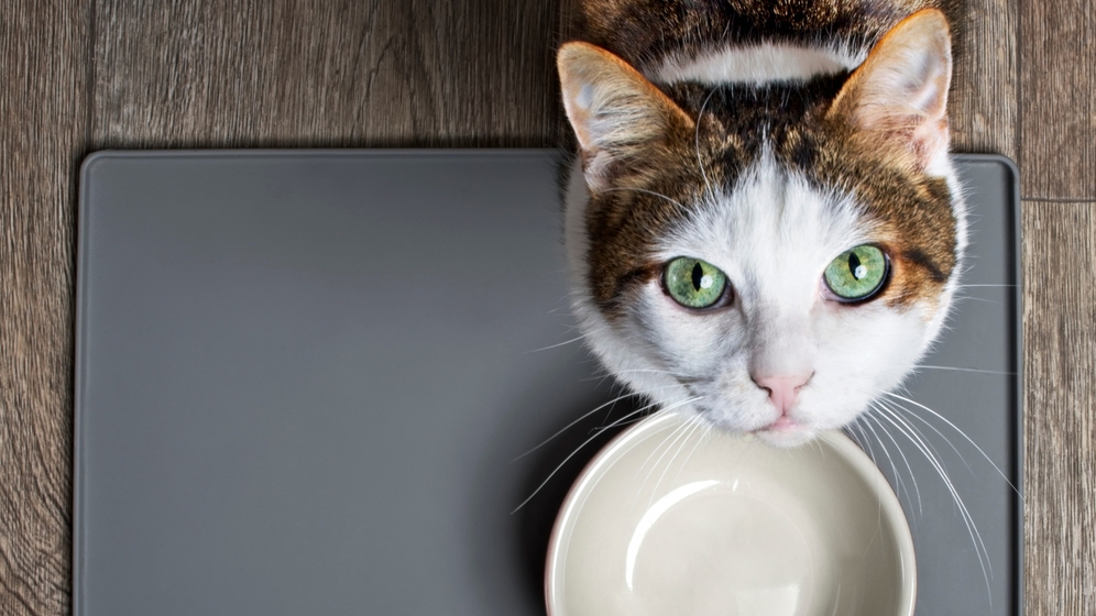 Bolehkah Kucing Makan Makanan Anjing?