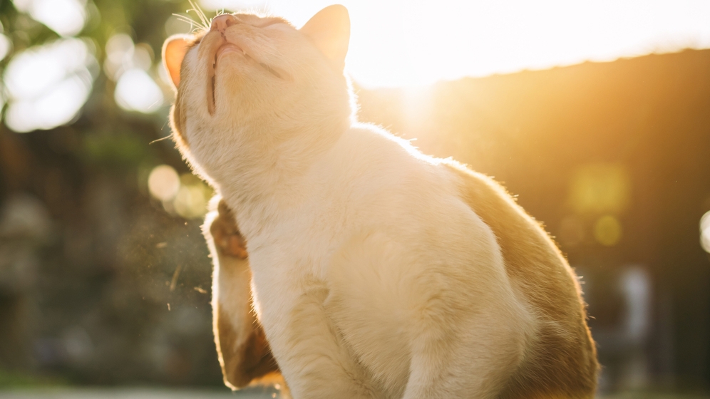 Penyebab dan Cara Menghilangkan Kutu pada Kucing