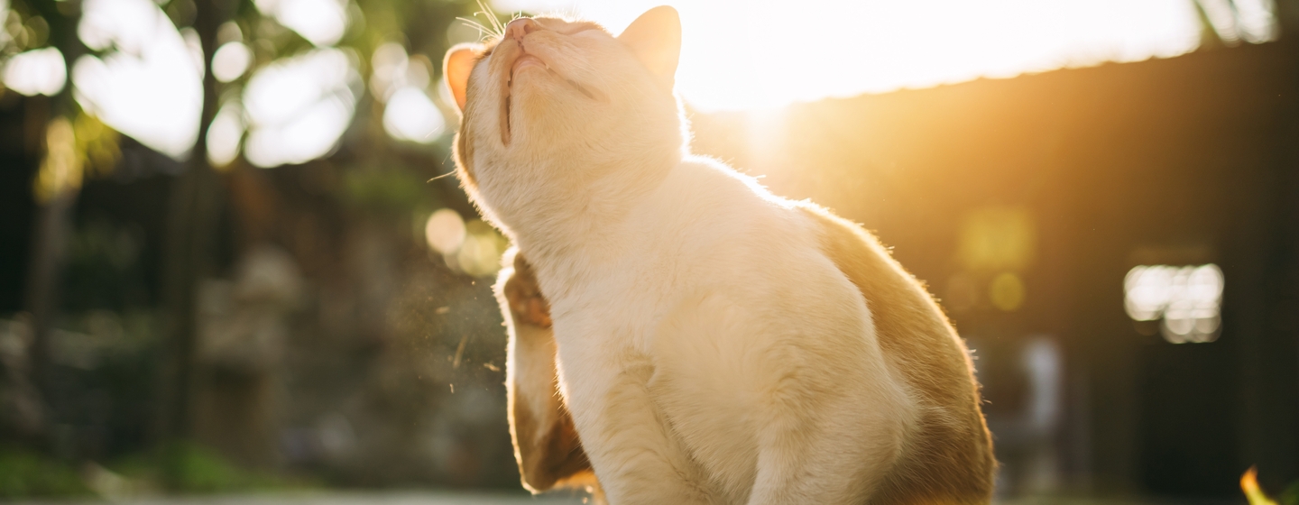 Penyebab dan Cara Menghilangkan Kutu pada Kucing