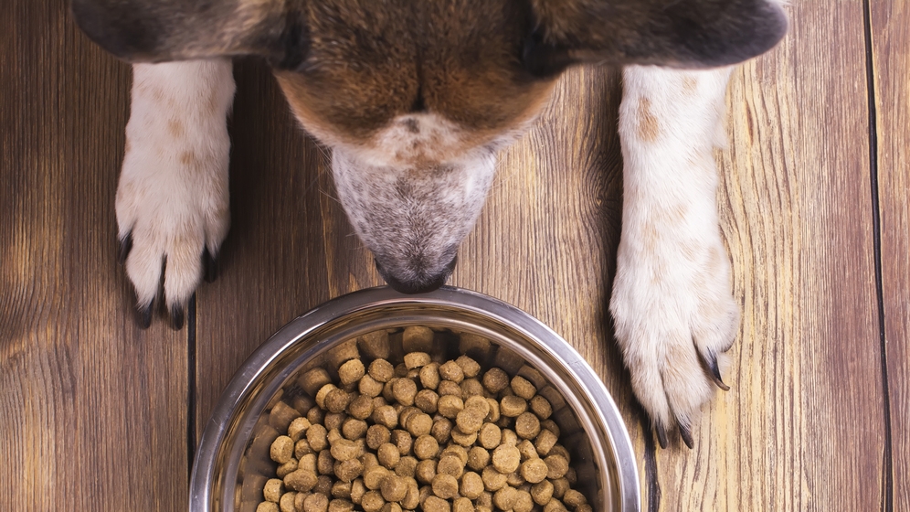 Jenis Makanan Anjing yang Wajib Anda Ketahui