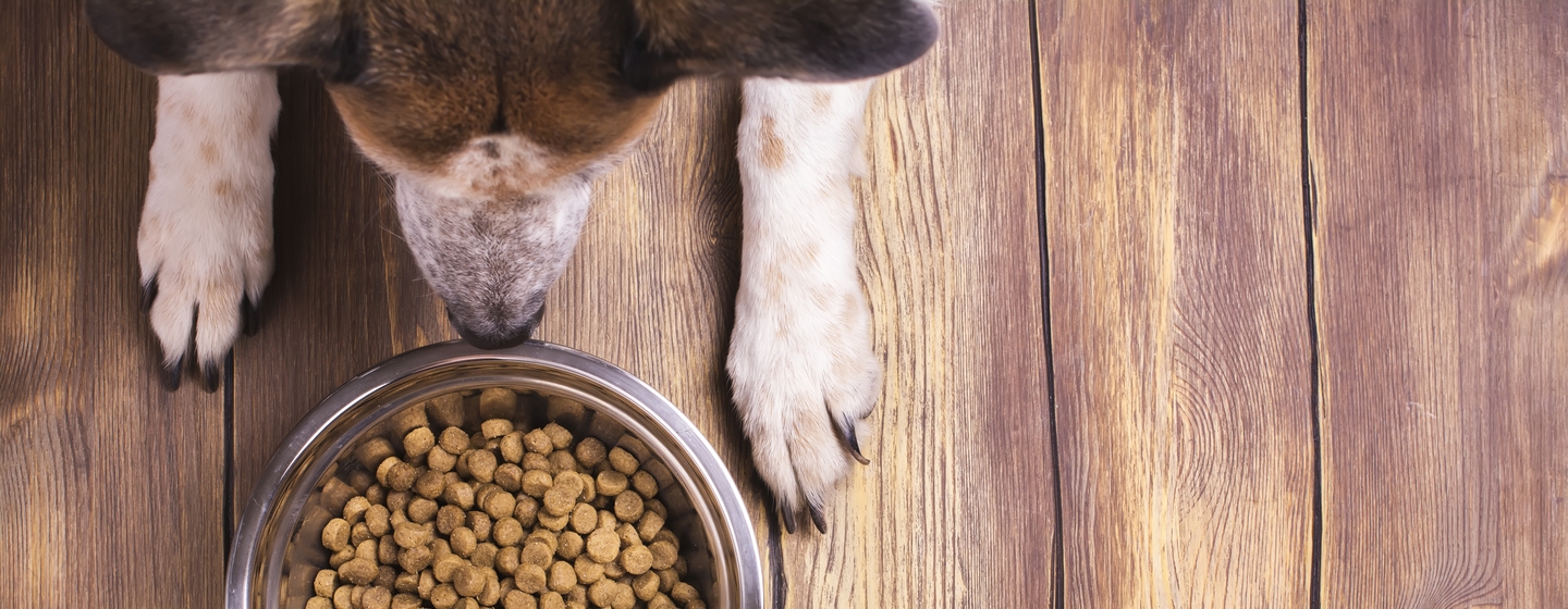 Jenis Makanan Anjing yang Wajib Anda Ketahui