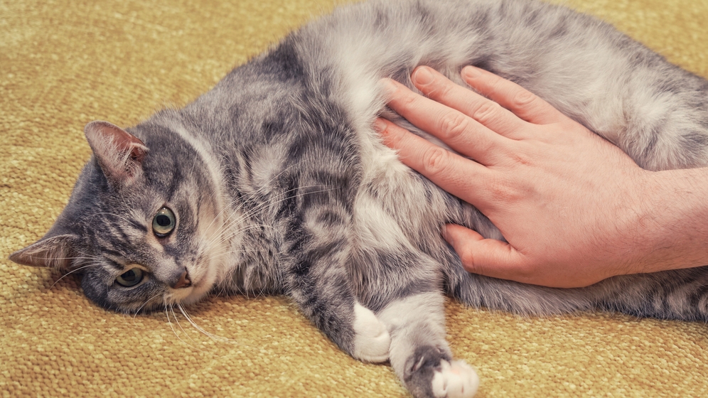Kucing Cacingan: Kenali Hal Berikut