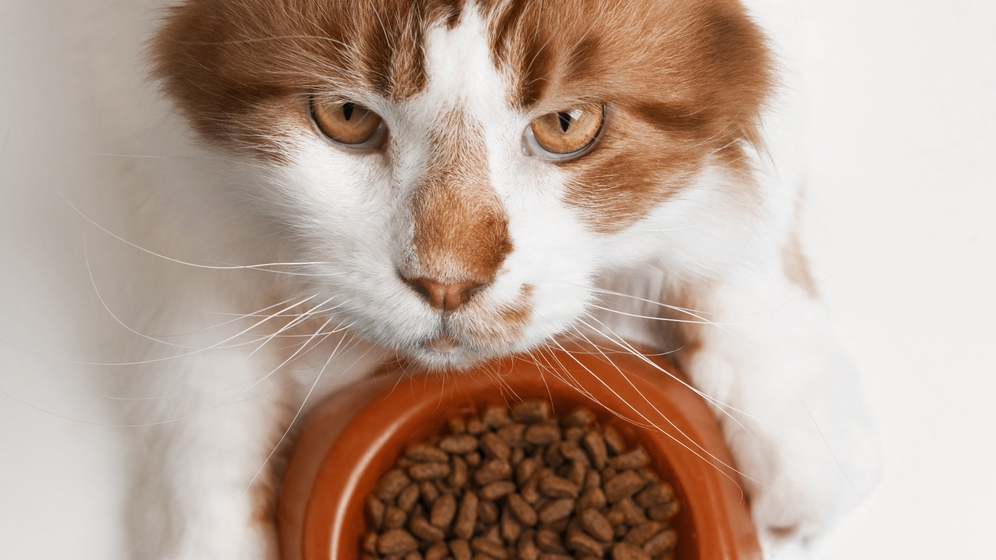 Makanan Kucing Dewasa dan Hal-hal yang Harus Diperhatikan